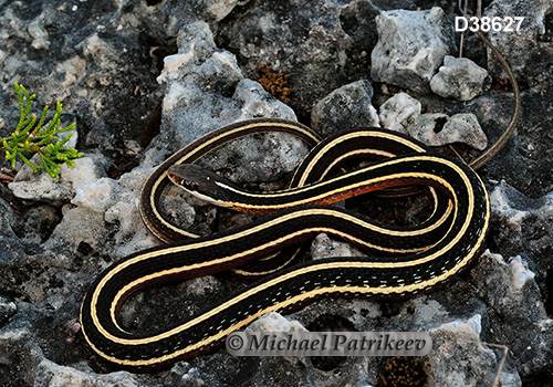 Northern Ribbon Snake (Thamnophis sauritus septentrionalis)